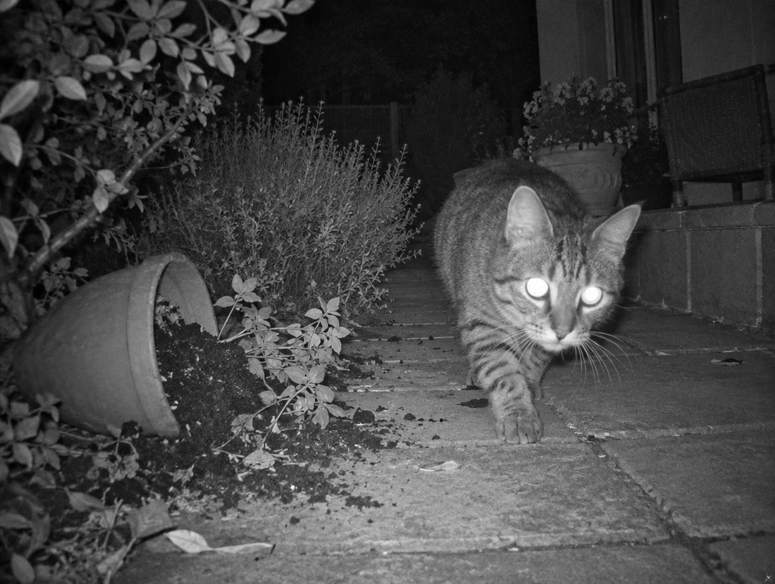 Vision de nuit infrarouge : le chat du voisin a renversé un pot de fleurs
