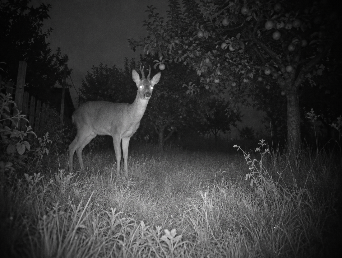 Vision de nuit infrarouge : un chevreuil au fond du jardin