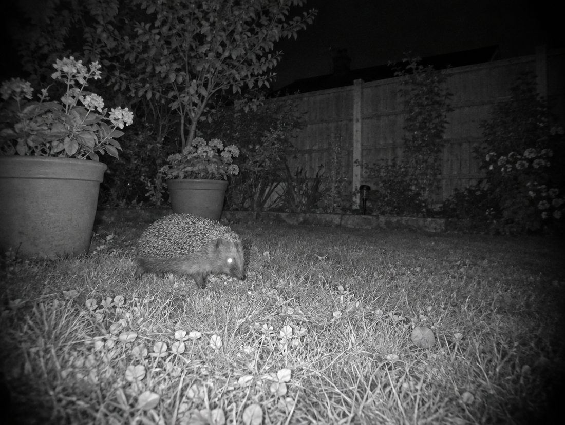 Vision de nuit infrarouge : un hérisson traverse la pelouse