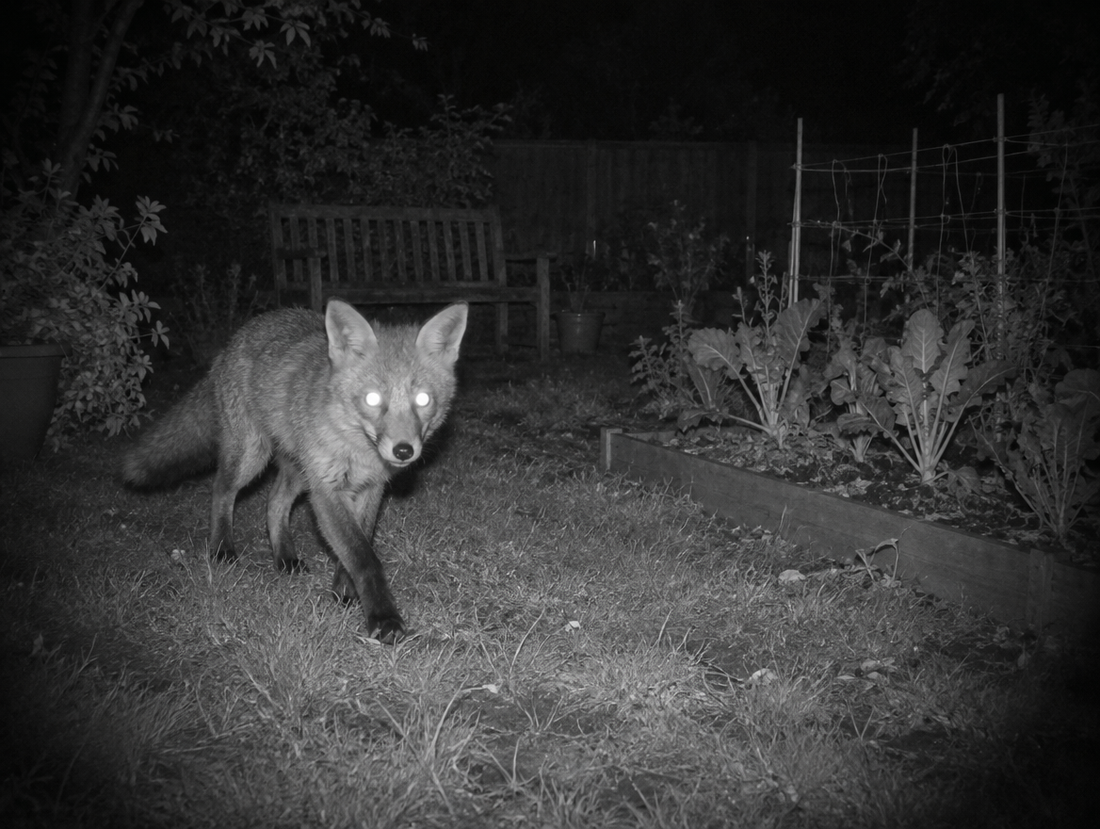 Vision de nuit infrarouge : un renard passe près du potager